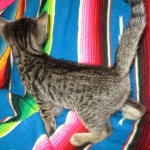 Savannah, F-7B, BST, Male, DOB 7-27-16