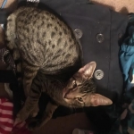 Arlo,Savannah, F-7B, BST, Male, DOB 7-27-16