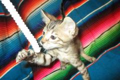 Osiris, Savannah, F-7B Brown Black spotted Male DOB 8/8/17