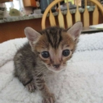 Savannah, F-7B, Brown (black) spotted Male DOB 8/8/17