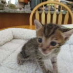 Savannah, F-7B, Brown (black) spotted Male DOB 8/8/17