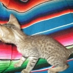 Savannah, F-7B, Brown (black) spotted Male DOB 8/8/17