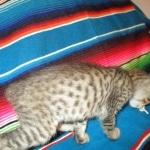 Savannah, F-7B, Brown (black) spotted Male DOB 8/8/17