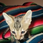 Savannah, F-7B, Brown (black) spotted Male DOB 8/8/17