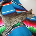 Savannah, F-7B, Brown (black) spotted Male DOB 8/8/17