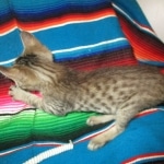 Savannah, F-7B, Brown (black) spotted Male DOB 8/8/17