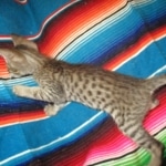 Savannah, F-7B, Brown (black) spotted Male DOB 8/8/17