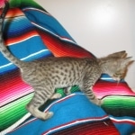 Savannah, F-7B, Brown (black) spotted Male DOB 8/8/17