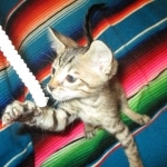 Savannah, F-7B, Brown (black) spotted Male DOB 8/8/17