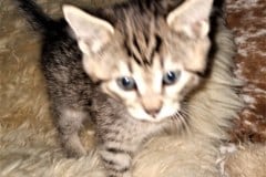 Spira Savannah F-7B Brown Spotted female #1 DOB 2-11-20