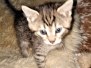 Spira Savannah F-7B Brown Spotted female #1 DOB 2-11-20