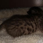 Savannah F-7B BST female DOB 2-11-20