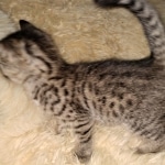 Savannah F-7B BST female DOB 2-11-20