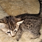 Savannah F-7B BST female DOB 2-11-20