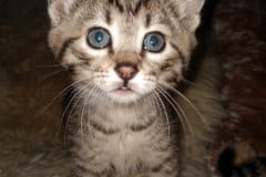 Spira Savannah F-7B Brown Spotted female #1 DOB 2-11-20