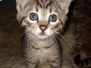 Spira Savannah F-7B Brown Spotted female #1 DOB 2-11-20