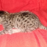 Savannah, F-7B, BST, #1, female, DOB 2-11-20