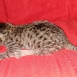 Savannah, F-7B BST #1 female DOB 2-11-20