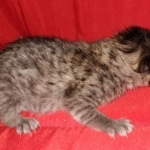 Savannah, F-7B, BST, #1, female, DOB 2-11-20