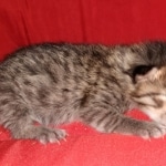 Savannah, F-7B, BST, #1, female, DOB 2-11-20