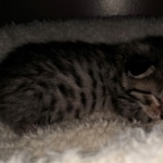 Savannah, F-7B, BST, #1, female, DOB 2-11-20