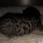 Savannah, F-7B, BST, #1, female, DOB 2-11-20