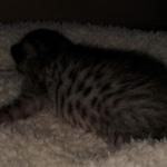 Savannah, F-7B, BST, #1, female, DOB 2-11-20