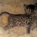 Savannah, F-7B, BST, #1, female, DOB 2-11-20