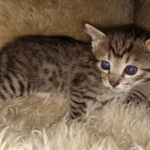 Savannah, F-7B, BST, #1, female, DOB 2-11-20