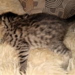 Savannah, F-7B, BST, #1, female, DOB 2-11-20