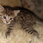 Savannah, F-7B, BST, #1, female, DOB 2-11-20