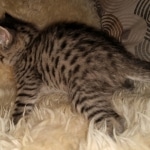 Savannah, F-7B, BST, #1, female, DOB 2-11-20