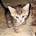 Savannah, F-7B, BST, #1, female, DOB 2-11-20