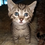 Savannah, F-7B, BST, #1, female, DOB 2-11-20