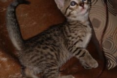 Savannah F-7B Brown Spotted female  #2 DOB 2-11-20