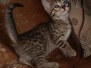 Savannah F-7B Brown Spotted female  #2 DOB 2-11-20