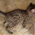 Savannah F-7B BST female DOB 2-11-20