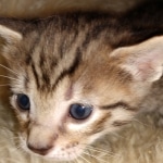 Savannah F-7B BST female DOB 2-11-20