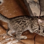 Savannah F-7B BST female DOB 2-11-20