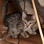 Savannah F-7B BST female DOB 2-11-20