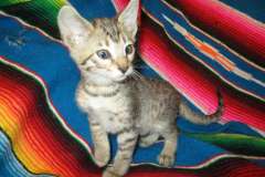 Savannah F-7B Brown Spotted female DOB 3-12-17