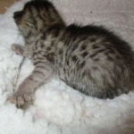 Savannah, BST, Female, DOB 3-12-17