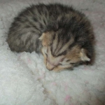 Savannah, BST, Female, DOB 3-12-17