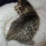 Savannah, BST, Female, DOB 3-12-17