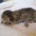 Savannah, BST, Female, DOB 3-12-17