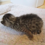 Savannah, BST, Female, DOB 3-12-17