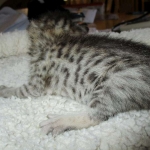 Savannah, BST, Female, DOB 3-12-17