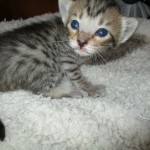 Savannah, BST, Female, DOB 3-12-17