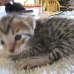 Savannah, BST, Female, DOB 3-12-17