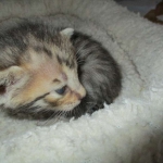 Savannah, BST, Female, DOB 3-12-17